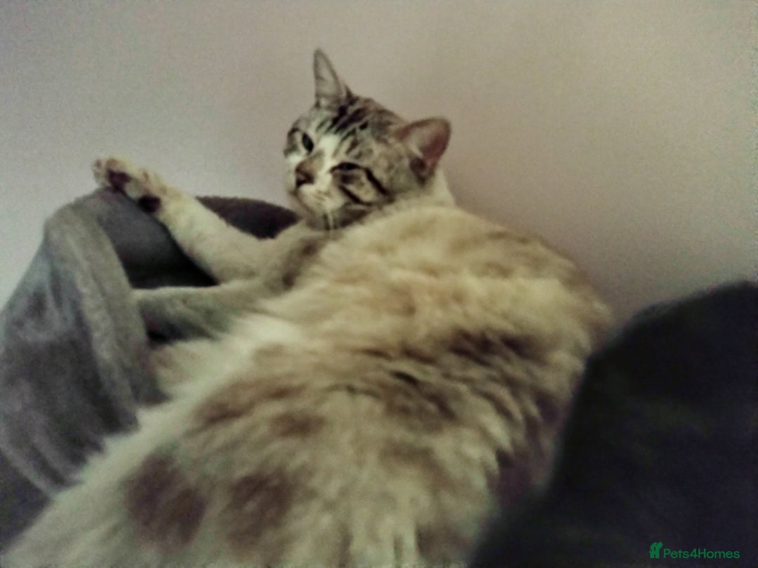 Mixed Breed cats for sale: outdoor Alpha Tom  - Image 1