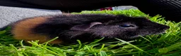 Guinea Pig rodents for sale: Daisy & Poppy, Female Guinea Sisters (2yo in June) in Cowbridge - Advert 3