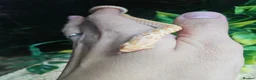 Snake reptiles for sale: Baby Albino hognose  - Advert 3