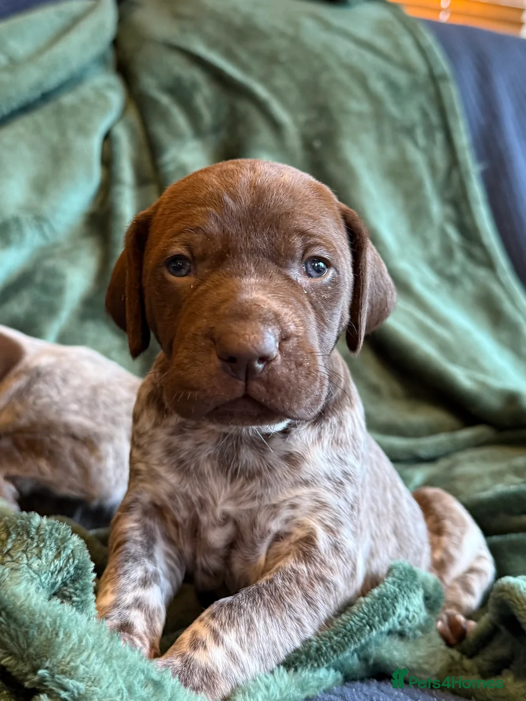 German Shorthaired Pointer dogs for sale: KC German Shorthaired Pointer Puppies - Advert 4