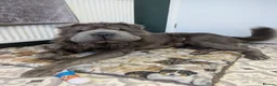 Shar Pei dogs for stud: STUD/BEAR COAT SHA PEI - Advert 10