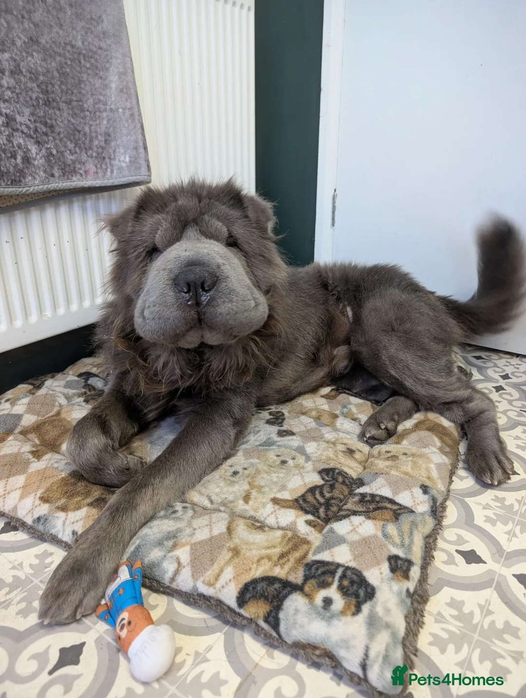 Shar Pei dogs for stud: STUD/BEAR COAT SHA PEI - Advert 10