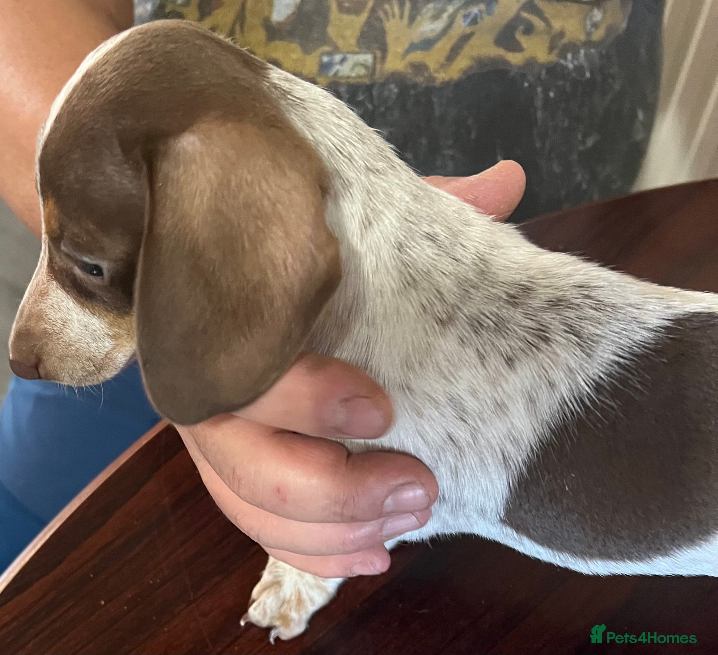 Miniature Dachshund dogs Miniature dachshund girl - Advert 1