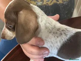 Miniature Dachshund dogs Miniature dachshund girl - Advert 1