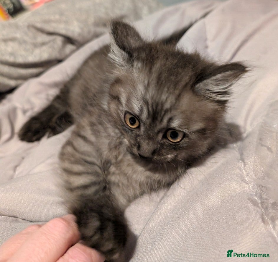 Siberian cats Smoke Siberian x Ragdoll kitten. Male. - Advert 5