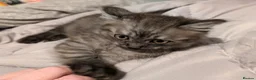 Siberian cats for sale: Smoke Siberian x Ragdoll kitten. Male. - Advert 1