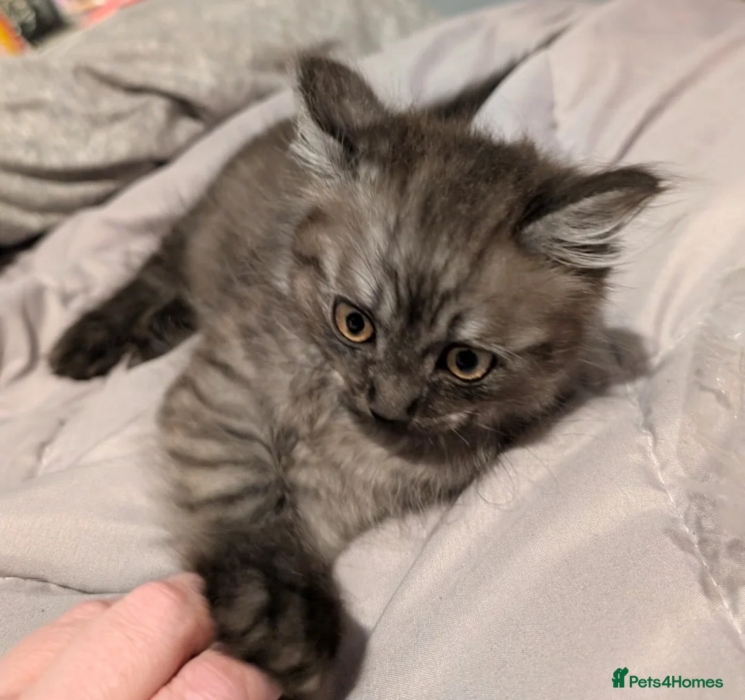 Siberian cats for sale: Smoke Siberian x Ragdoll kitten. Male. - Advert 1