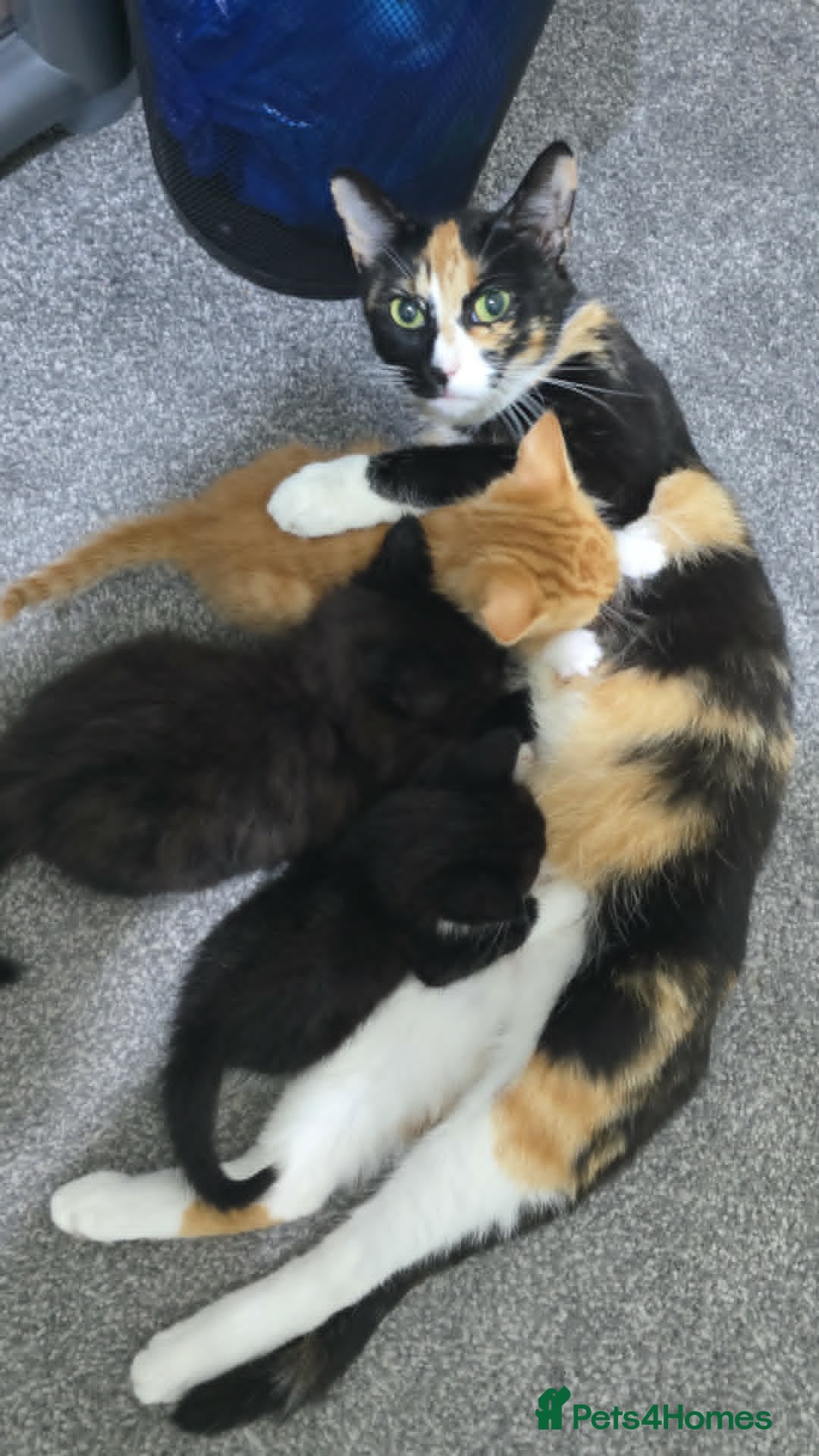 Mixed Breed cats for sale: 5 Male Kittens Looking for a new Home In Derby in Derby - Advert 10