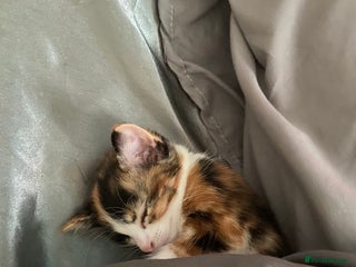 Domestic Shorthair cats - Advert 14