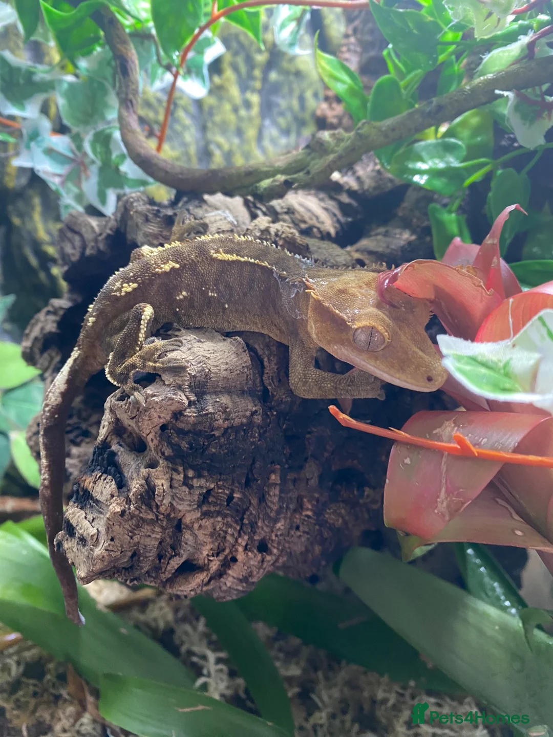 Gecko reptiles for sale: Juvenal crested gecko and set up - Advert 3