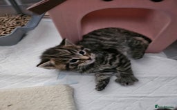 European cats for sale: 4 beautiful kittens looking for the New 🤎 home  - Image 16