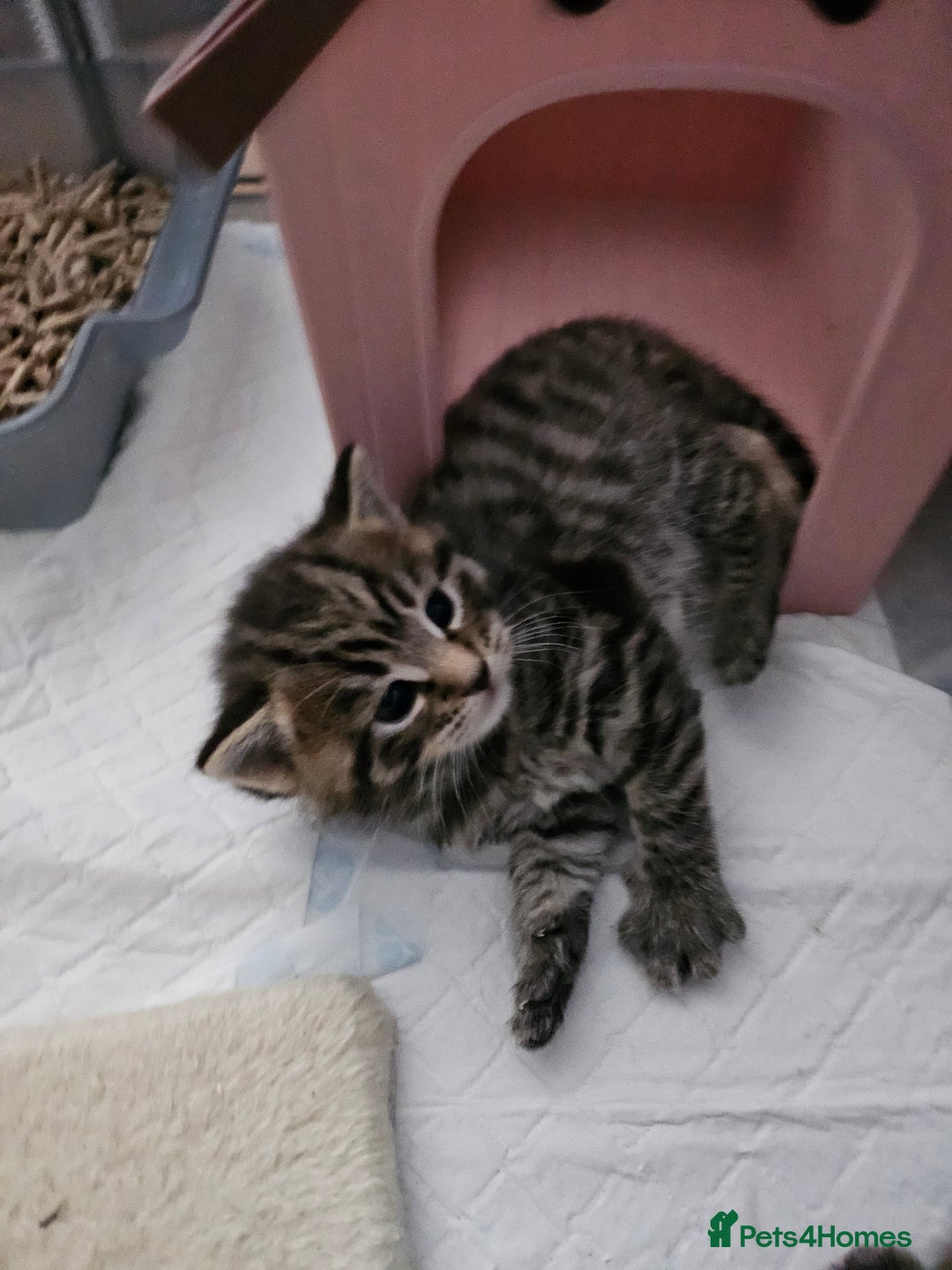 European cats for sale: 4 beautiful kittens looking for the New 🤎 home  - Image 16