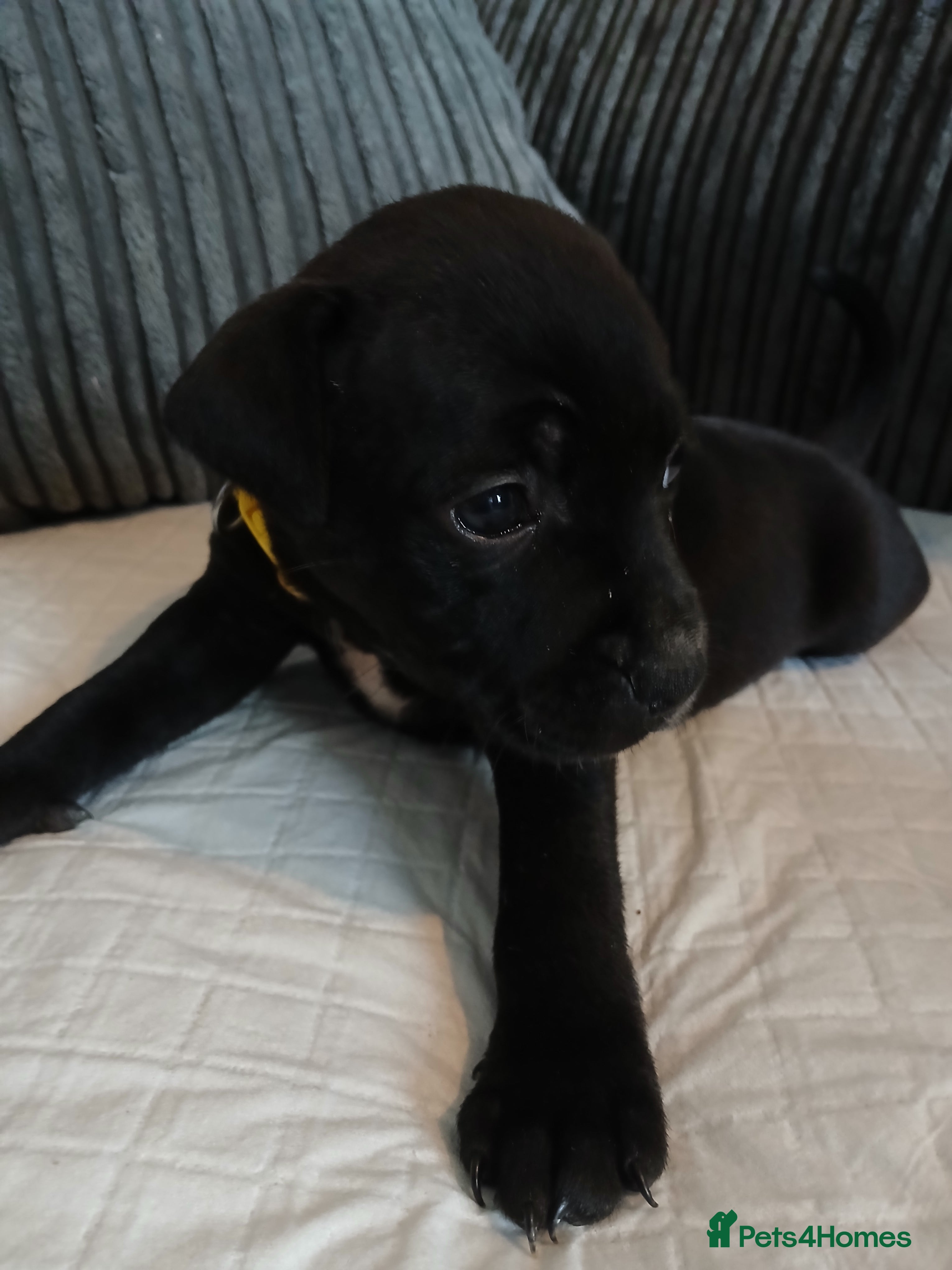 Staffordshire Bull Terrier dogs Staffordshire bull terrier pups  - Advert 15