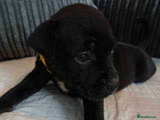 Staffordshire Bull Terrier dogs Staffordshire bull terrier pups - Advert 17