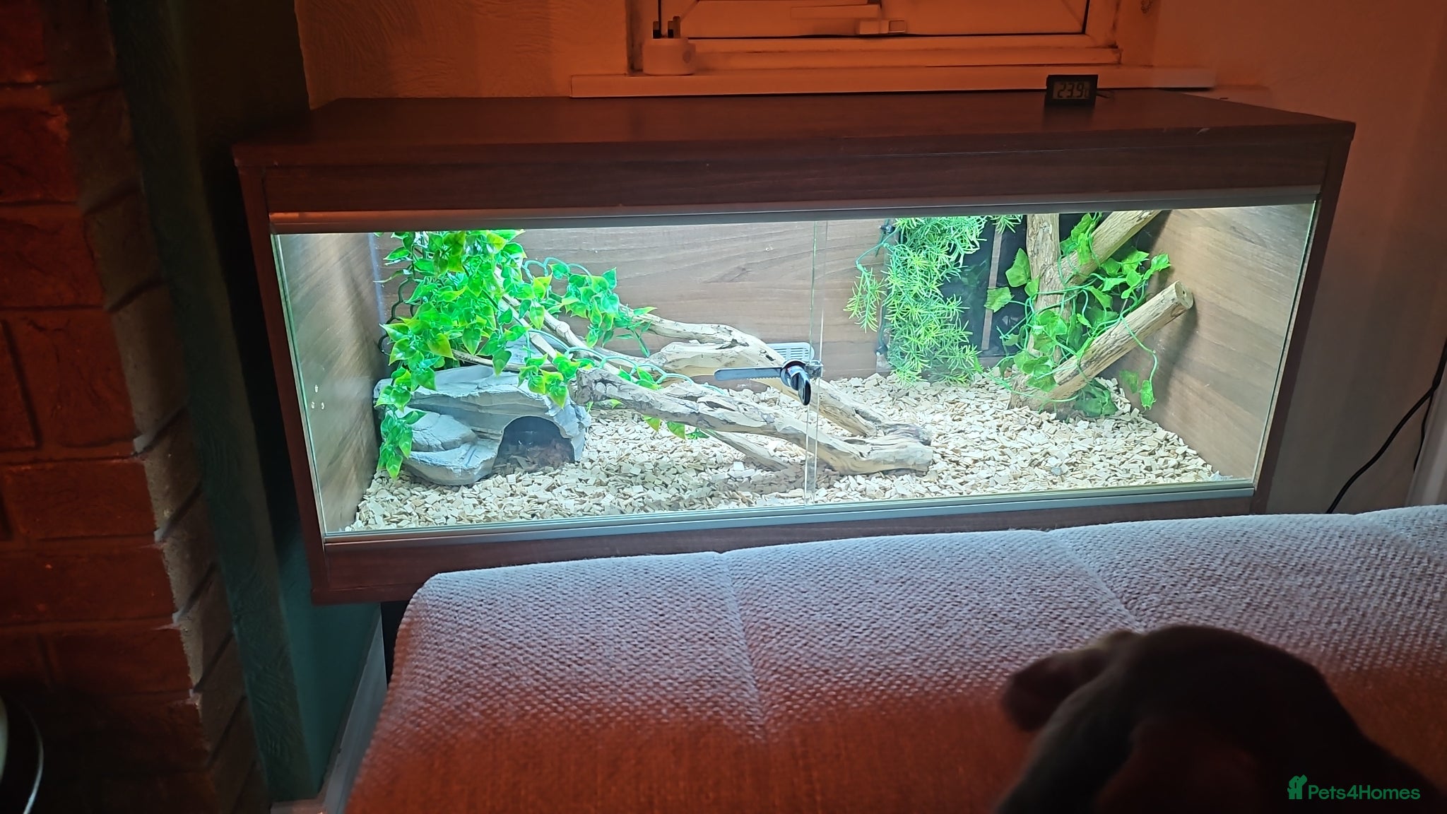 Boa Snake reptiles for sale: 3ft long bia constrictor male in Rugby - Advert 6