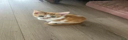 Mixed Breed cats for sale: GORGEOUS KITTENS  - Advert 18
