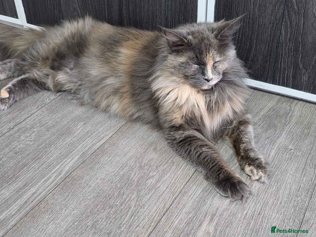 Maine Coon cats for sale: TICA REGISTERED DNA CLEAR MAINE Coons 🐈🐈🐈 - Advert 5