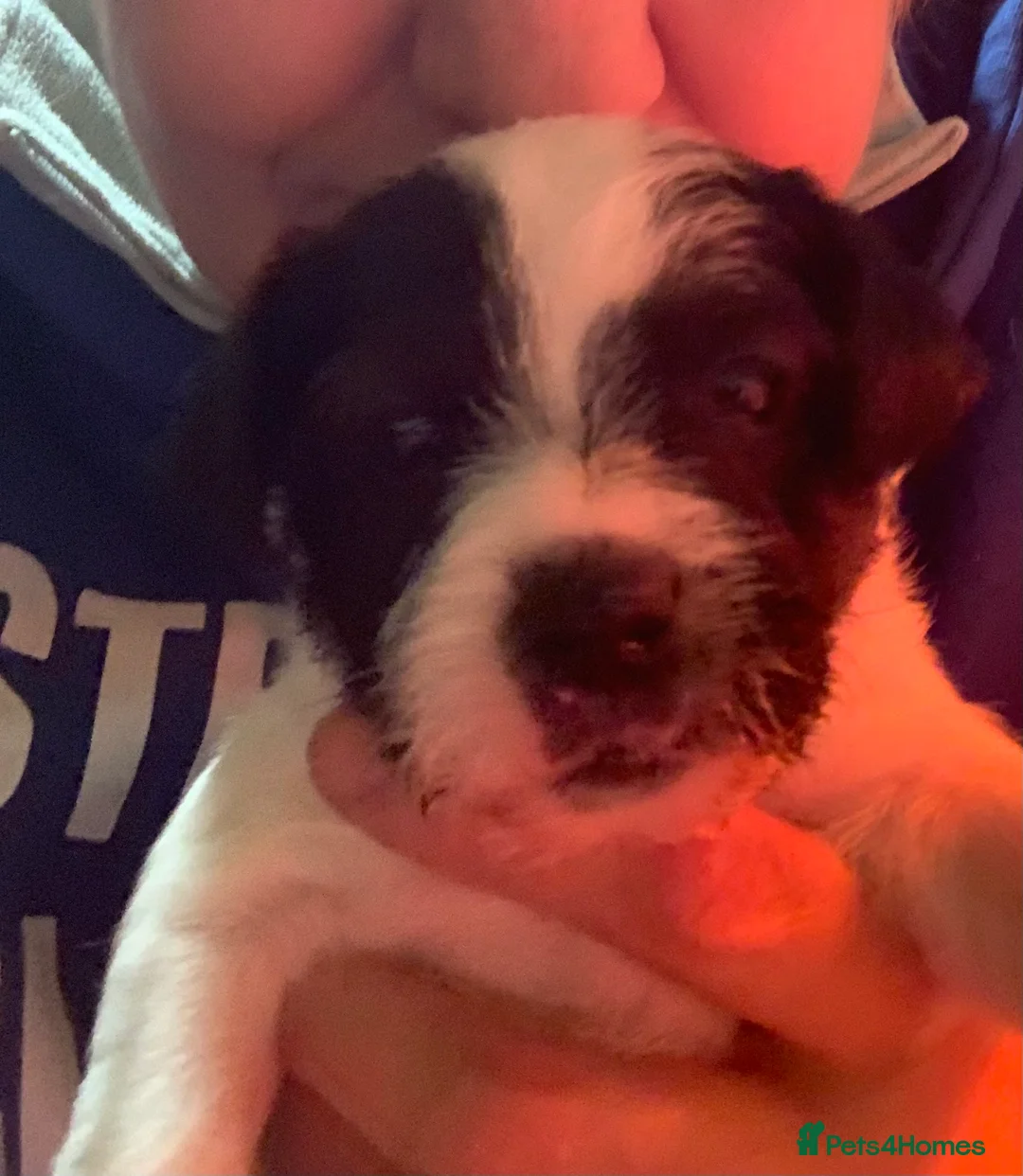 Parson Russell dogs for sale: Parson Russell Puppies - Advert 3