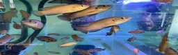 Cichlids fish for sale: Turkana jewel cichlids  - Advert 2