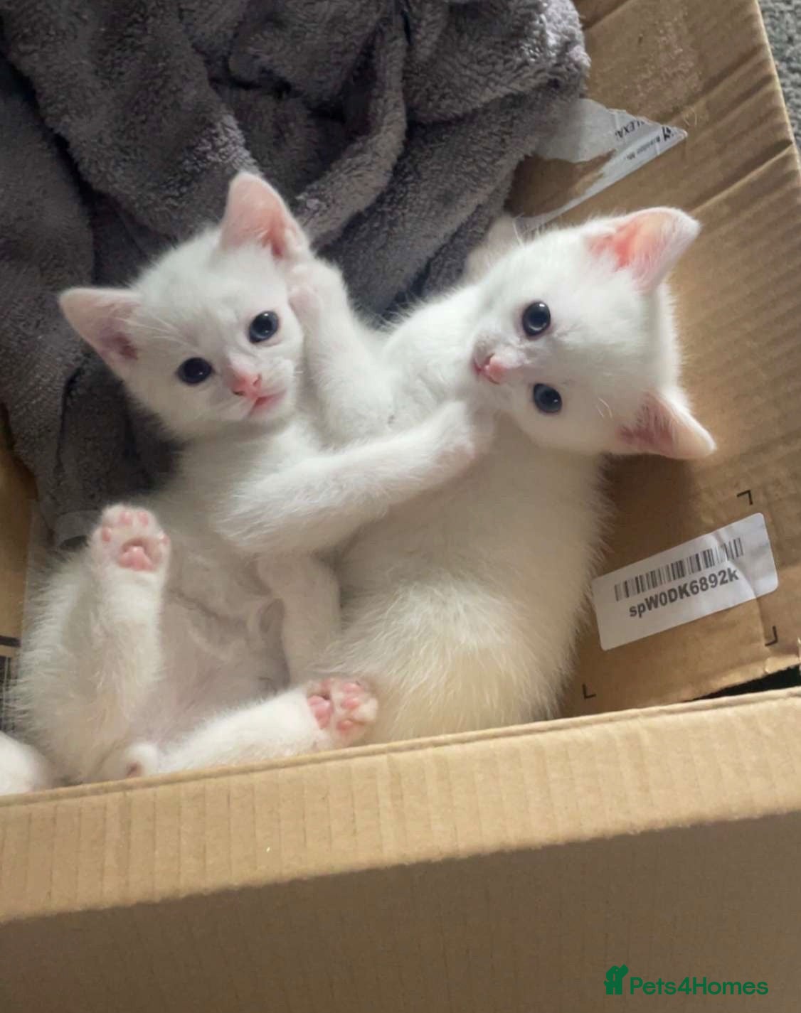 Mixed Breed cats Kittens  - Advert 12
