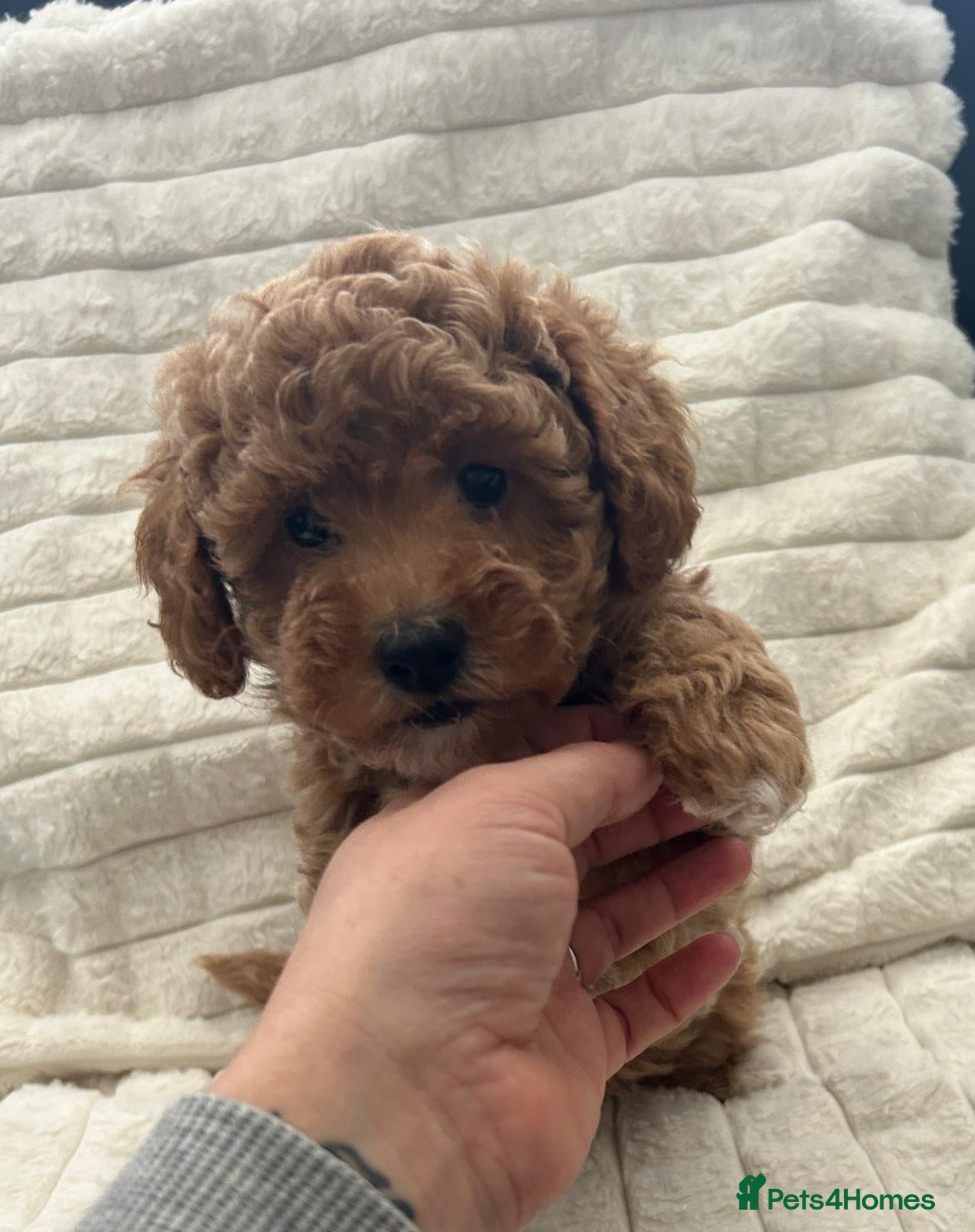 Toy Poodle dogs Beautiful Toy poodle girls  - Advert 1