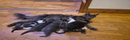 Maine Coon cats for sale: Half maincoon kittens for sale in Newport - Advert 5
