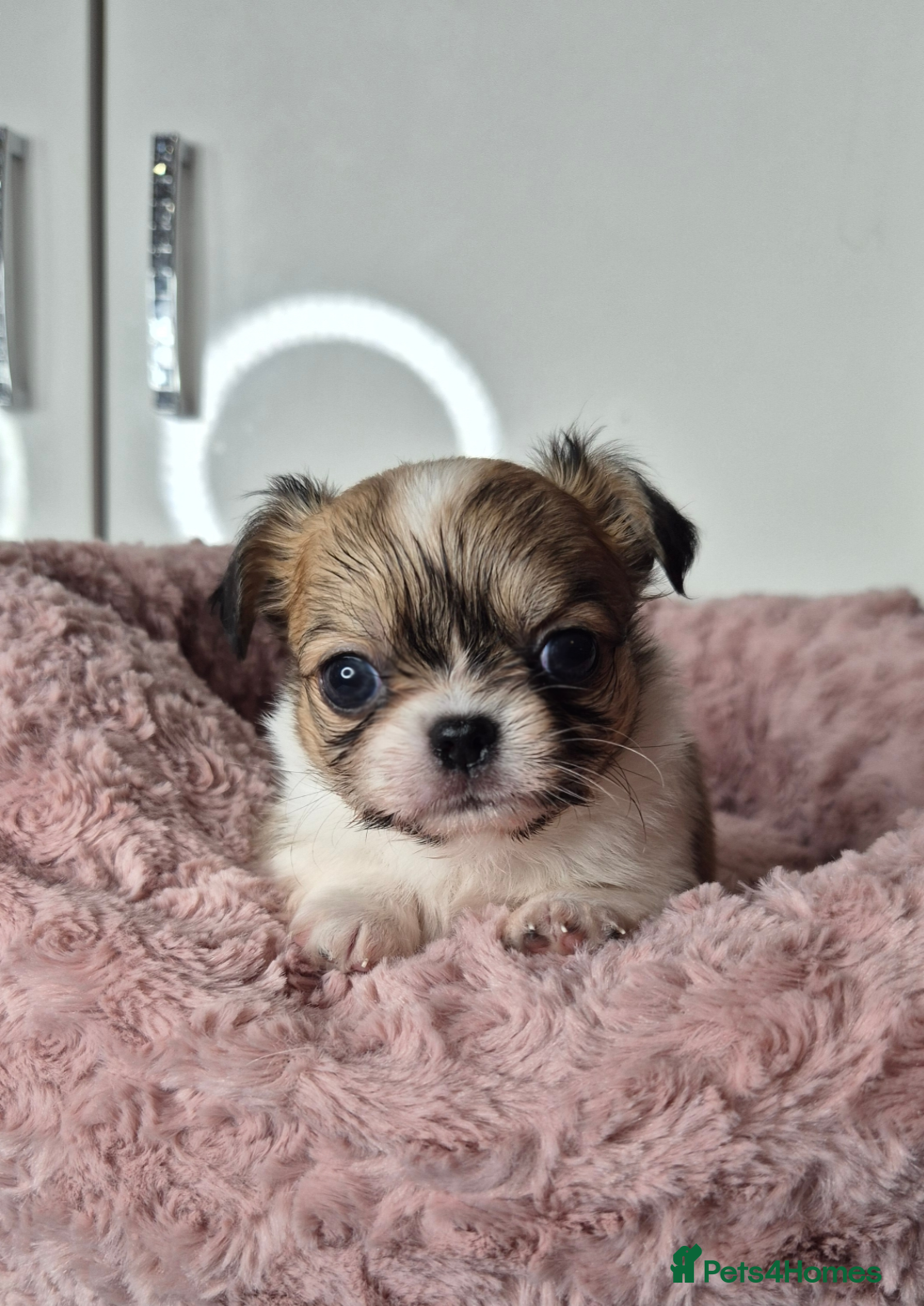 Chihuahua dogs KC registered chihuahua puppies  - Advert 5