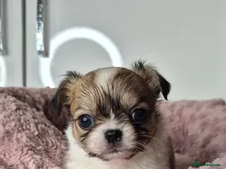 Chihuahua dogs KC registered chihuahua puppies - Advert 5