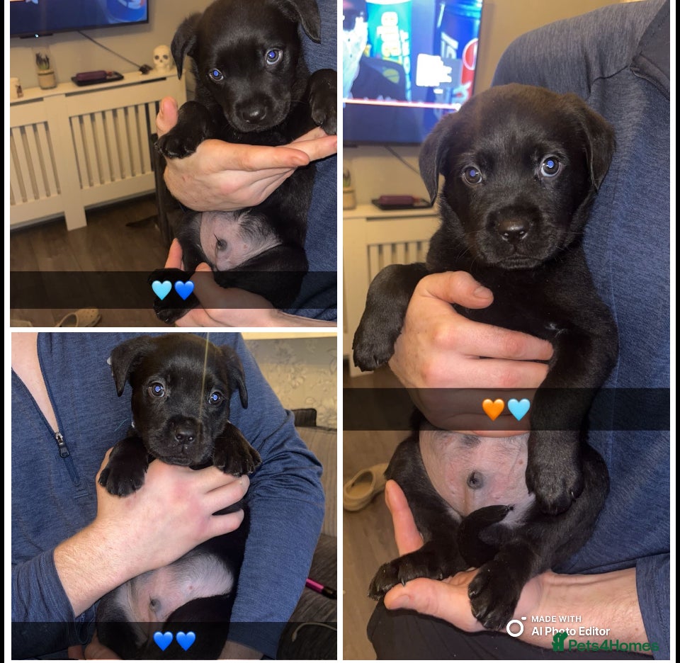 Rottweiler dogs READY TO GO NOWW ✨ - Advert 1