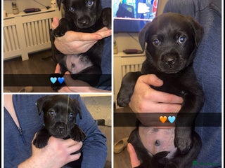 Rottweiler dogs READY TO GO NOWW ✨ - Advert 1