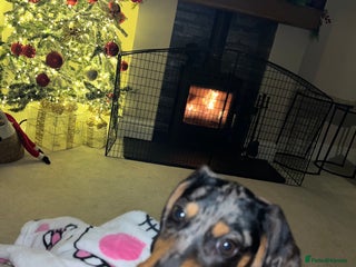 Miniature Dachshund dogs 14 Week Old Mini Dachshund - Advert 2