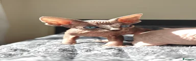 Sphynx Kitten 4