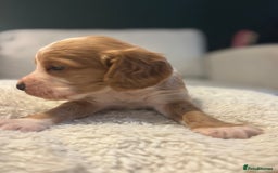 Cocker Spaniel dogs for sale: 6 Cocker Spaniel puppies for sale - Advert 19