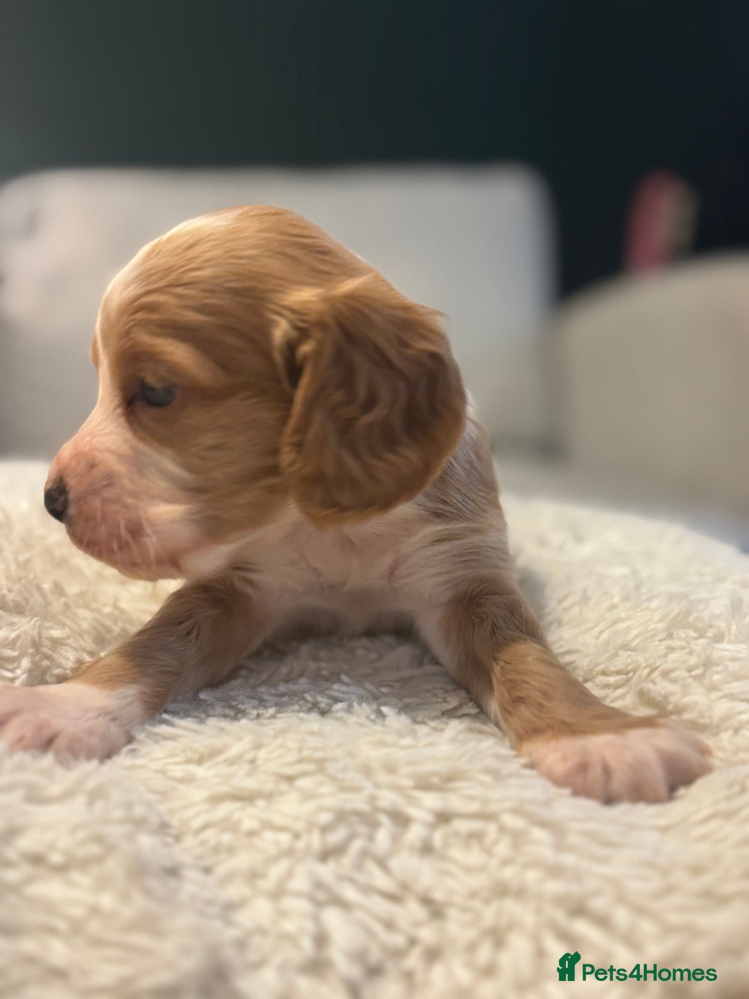 Cocker Spaniel dogs for sale: 6 Cocker Spaniel puppies for sale - Advert 19