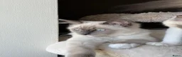 Ragdoll cats for sale: European ragdolls Ready to leave! - Advert 18