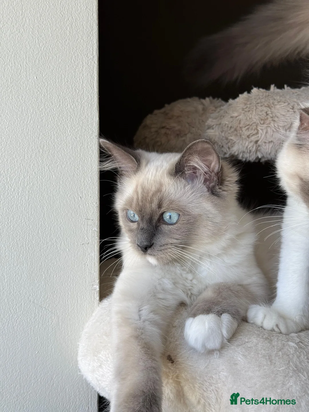 Ragdoll cats for sale: European ragdolls Ready to leave! - Advert 18