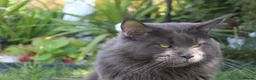 Maine Coon cats for stud: GCCF Maine coon for stud  in Ipswich - Advert 5