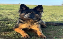 German Shepherd dogs for sale: German shepherd puppy  - Image 8