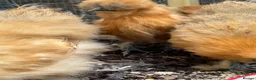 Chickens poultry for sale: Silkie Bantam Pullets For Sale (chickens)  - Advert 4