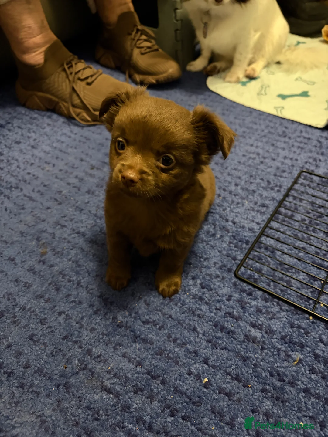 Chihuahua dogs for sale: One solid chocolate female chihuahua left!! ⭐️⭐️⭐️ - Advert 13