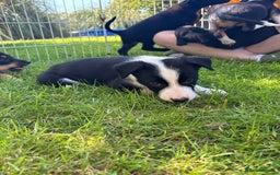 Mixed Breed dogs for sale: 6 collie cross kelpie pups  - Image 16