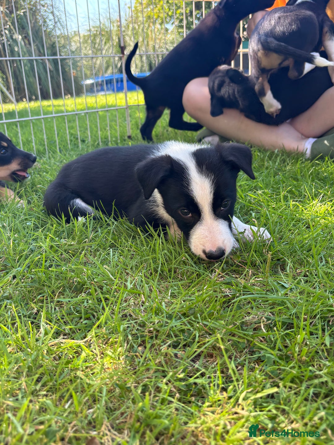 Mixed Breed dogs for sale: 6 collie cross kelpie pups  - Image 16