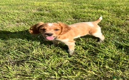 Brittany Spaniel dogs for sale: Brittany puppies for sale  - Image 5