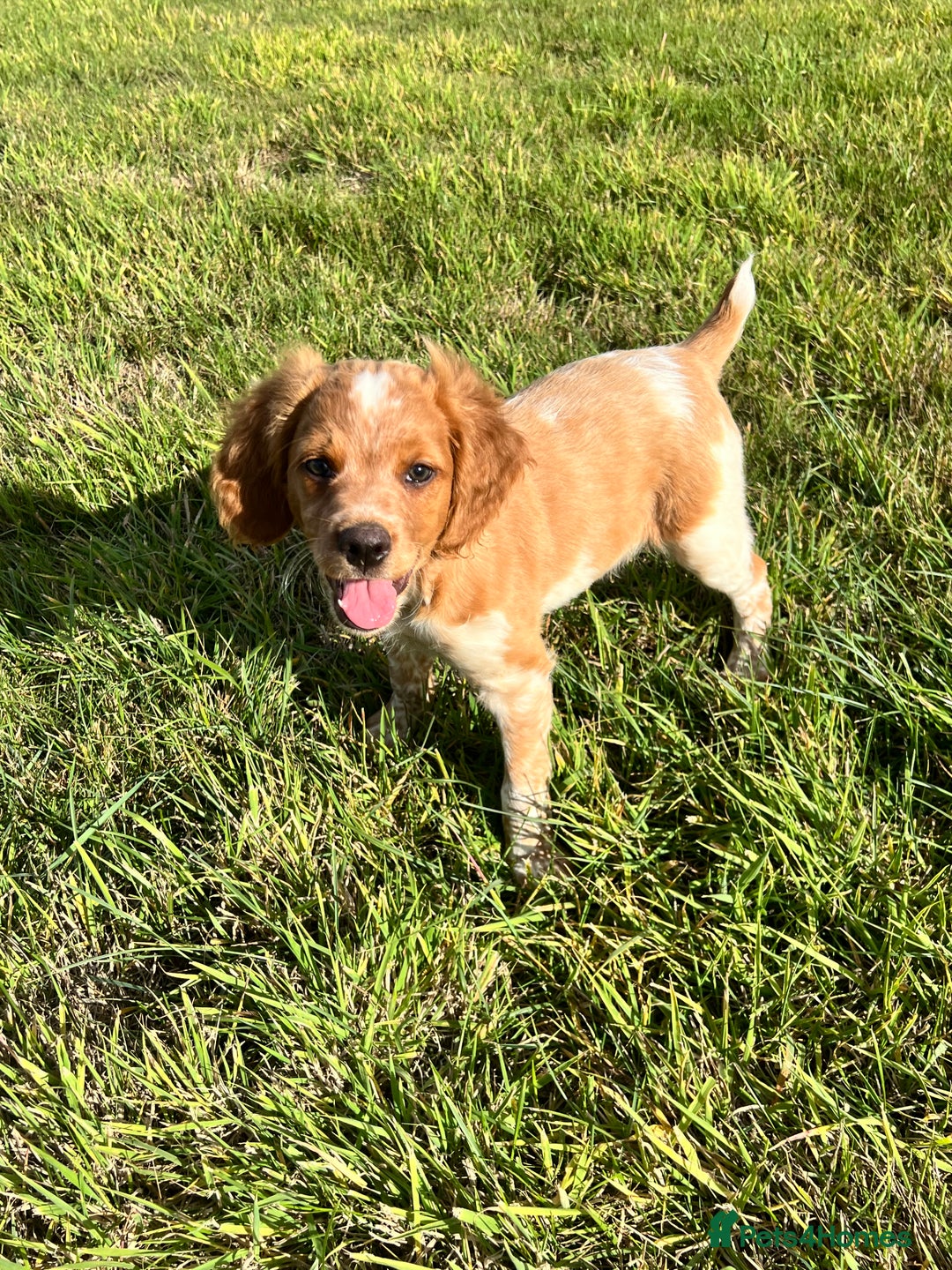 Brittany Spaniel dogs for sale: Brittany puppies for sale  - Image 5