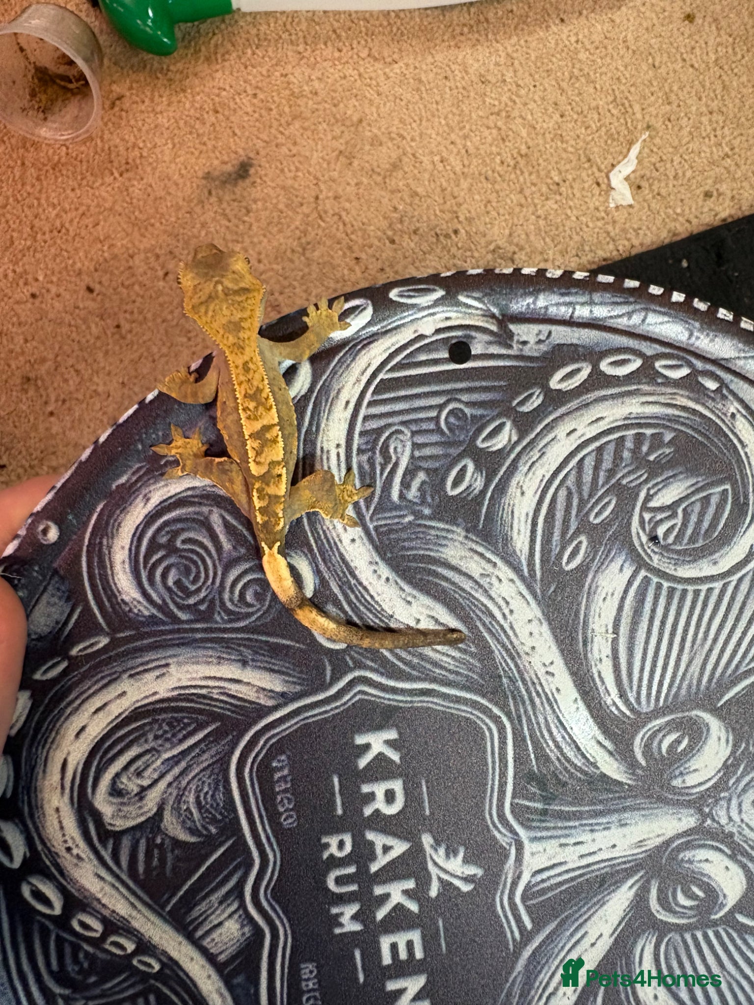 Gecko reptiles Baby Crested gecko  - Advert 1