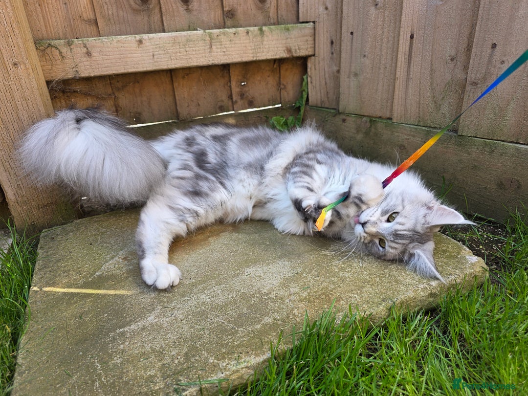 Maine Coon cats for sale: Affectionate & Handsome Purebred Maine Coon Boy  - Image 15