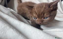 British Shorthair cats for sale: 🏆 pedigree British shorthair🏆 - Image 6