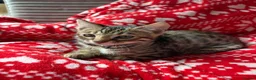 Bengal cats for sale: LAST ONE LEFT - MALE ✨GLITTER Coat✨Bengal kittens  - Advert 3