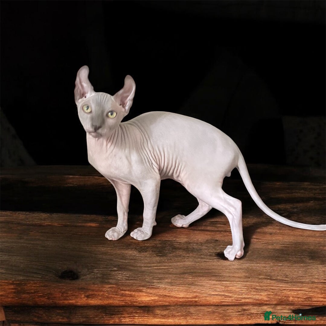 Sphynx cats for sale: Tica Registered Sphynx Kitten - Image 1