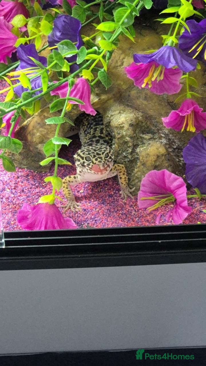Gecko reptiles Leapord gecko for sale!! - Advert 1